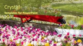  Presentation with tulip - Presentation theme with keukenhof-flower-garden-largest-tulip background and a tawny brown colored foreground