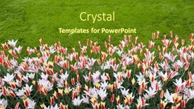  Presentation with tulip - PPT layouts having keukenhof-flower-garden-largest-tulip background and a tawny brown colored foreground