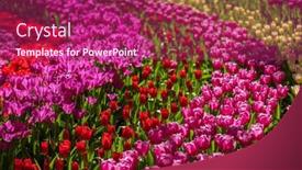  Presentation with tulip - PPT theme having keukenhof-flower-garden-largest-tulip background and a violet colored foreground