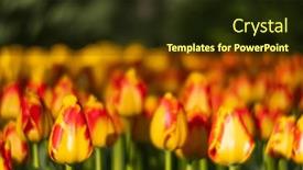  Presentation with tulip - Slide deck enhanced with keukenhof-flower-garden-largest-tulip background and a tawny brown colored foreground