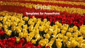  Presentation with tulip - Presentation theme enhanced with keukenhof-flower-garden-largest-tulip background and a tawny brown colored foreground