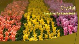  Presentation with tulip - Presentation theme with keukenhof-flower-garden-largest-tulip background and a  colored foreground