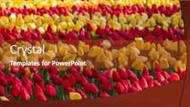  Presentation with tulip - Slide set with keukenhof-flower-garden-largest-tulip background and a  colored foreground