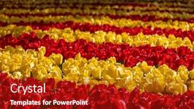  Presentation with tulip - Slide deck having keukenhof-flower-garden-largest-tulip background and a crimson colored foreground