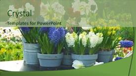  Presentation with gardens - PPT theme having relaxed man using laptop at airport background and a dark gray colored foreground