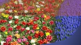  Presentation with gardens - Audience pleasing slide deck consisting of keukenhof-gardens-lisse-netherlands backdrop and a red colored foreground