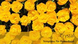  Presentation with peony flower - 