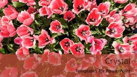  Presentation with rose flower - 