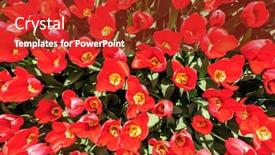  Presentation with popular - 