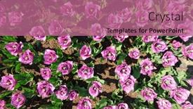  Presentation with rose flower - 