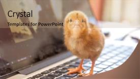 Presentation with chick - Audience pleasing slide deck consisting of keyboard cooperation technology environment friendly backdrop and a coral colored foreground