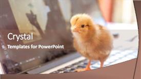  Presentation with chick - PPT theme featuring keyboard cooperation technology environment friendly background and a coral colored foreground