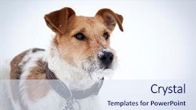  Presentation with snow - PPT theme having keyword energy - cute dog playing in snow background and a sky blue colored foreground
