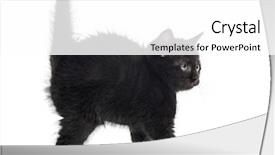  Presentation with kitten - Cool new theme with keywordanimals - black kitten in front backdrop and a  colored foreground