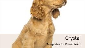  Presentation with puppy - Colorful slide set enhanced with keywordanimals - cocker puppy sitting looking up backdrop and a  colored foreground