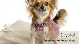  Presentation with white cctv camera on modern - Colorful slide deck enhanced with keywordanimals - dressed up chihuahua standing looking backdrop and a coral colored foreground