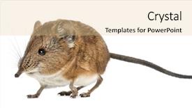  Presentation with elephant in the room - PPT layouts enhanced with keywordanimals - elephant shrew - macroscelides proboscideus background and a  colored foreground