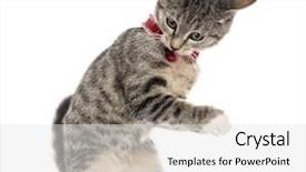  Presentation with hello kitty cute little kitten - Beautiful slides featuring keywordanimals - european shorthair kitten playing backdrop and a white colored foreground