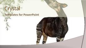  Presentation with eating - PPT theme consisting of keywordanimals - okapi eating foliage background and a  colored foreground