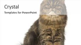  Presentation with persian - PPT layouts featuring keywordanimals - persian sitting and looking away background and a white colored foreground