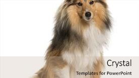  Presentation with sheepdog - Presentation theme with keywordanimals - shetland sheepdog sitting in front background and a coral colored foreground