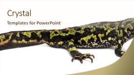  Presentation with japanese new year above view - Slide deck featuring keywordanimals - side view of a marbled background and a cream colored foreground