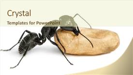  Presentation with ant - Audience pleasing slide deck consisting of keywordinsect - carpenter ant camponotus vagus carrying backdrop and a soft green colored foreground