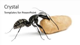  Presentation with ant - PPT layouts having keywordinsect - carpenter ant camponotus vagus carrying background and a white colored foreground
