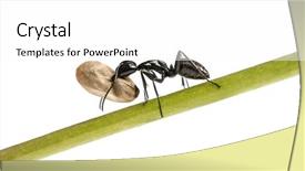  Presentation with ant - Amazing PPT theme having keywordinsect - carpenter ant camponotus vagus carrying backdrop and a white colored foreground