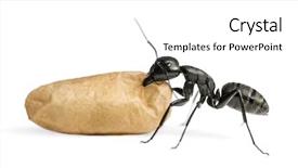  Presentation with ant - Amazing slide set having keywordinsect - carpenter ant camponotus vagus carrying backdrop and a white colored foreground