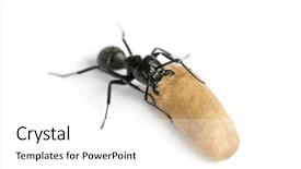  Presentation with ant - Slide deck featuring keywordinsect - carpenter ant camponotus vagus carrying background and a white colored foreground