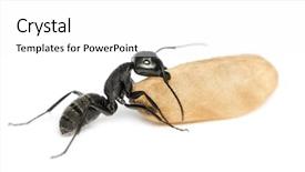  Presentation with ant - PPT layouts enhanced with keywordinsect - carpenter ant camponotus vagus carrying background and a white colored foreground