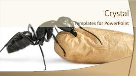  Presentation with ant - Amazing PPT theme having keywordinsect - carpenter ant camponotus vagus carrying backdrop and a cream colored foreground