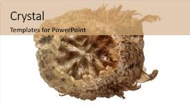  Presentation with insect - PPT layouts consisting of keywordinsect - egg of leaf insect background and a coral colored foreground