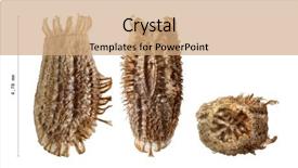  Presentation with insect - Beautiful slides featuring keywordinsect - egg of leaf insect backdrop and a coral colored foreground