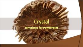  Presentation with white dove flying - Cool new slides with keywordinsect - egg of tessellated spiny flying backdrop and a  colored foreground