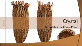  Presentation with white dove flying - PPT theme with keywordinsect - egg of tessellated spiny flying background and a  colored foreground