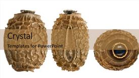  Presentation with insect - Audience pleasing slides consisting of keywordinsect - egg of stick insect backdrop and a coral colored foreground