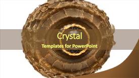  Presentation with invertebrate silverfish insect lepisma saccharina - Theme featuring keywordinsect - egg of stick insect background and a tawny brown colored foreground