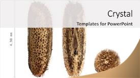  Presentation with insect - Beautiful slides featuring keywordinsect - egg of stick insect backdrop and a white colored foreground