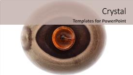  Presentation with insect - Beautiful theme featuring keywordinsect - egg of stick insect backdrop and a mint green colored foreground