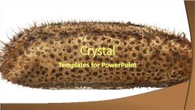  Presentation with insect - Beautiful PPT theme featuring keywordinsect - egg of stick insect backdrop and a tawny brown colored foreground