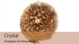  Presentation with insect - Cool new presentation theme with keywordinsect - egg of stick insect backdrop and a coral colored foreground