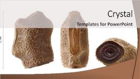  Presentation with insect - Cool new slides with keywordinsect - egg of stick insect backdrop and a light gray colored foreground