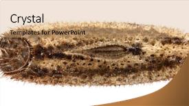  Presentation with insect - Colorful theme enhanced with keywordinsect - egg of stick insect backdrop and a coral colored foreground