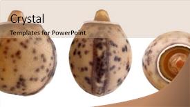  Presentation with insect - Colorful slide deck enhanced with keywordinsect - egg of stick insect backdrop and a coral colored foreground