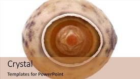  Presentation with insect - Cool new PPT theme with keywordinsect - egg of stick insect backdrop and a gold colored foreground