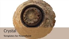  Presentation with insect - Slide deck with keywordinsect - egg of stick insect background and a coral colored foreground