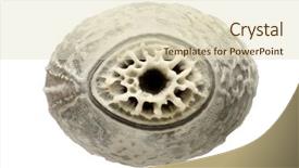  Presentation with insect - Theme having keywordinsect - eggs of stick insect background and a lemonade colored foreground