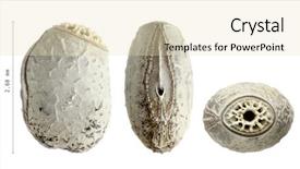  Presentation with insect - Slide deck featuring keywordinsect - eggs of stick insect background and a soft green colored foreground